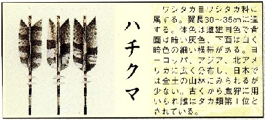 破魔弓の矢羽に使われている羽の種類 ハチクマ