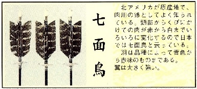 破魔弓の矢羽に使われている羽の種類 七面鳥